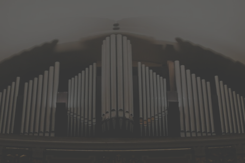 zdjecie organow w tychach